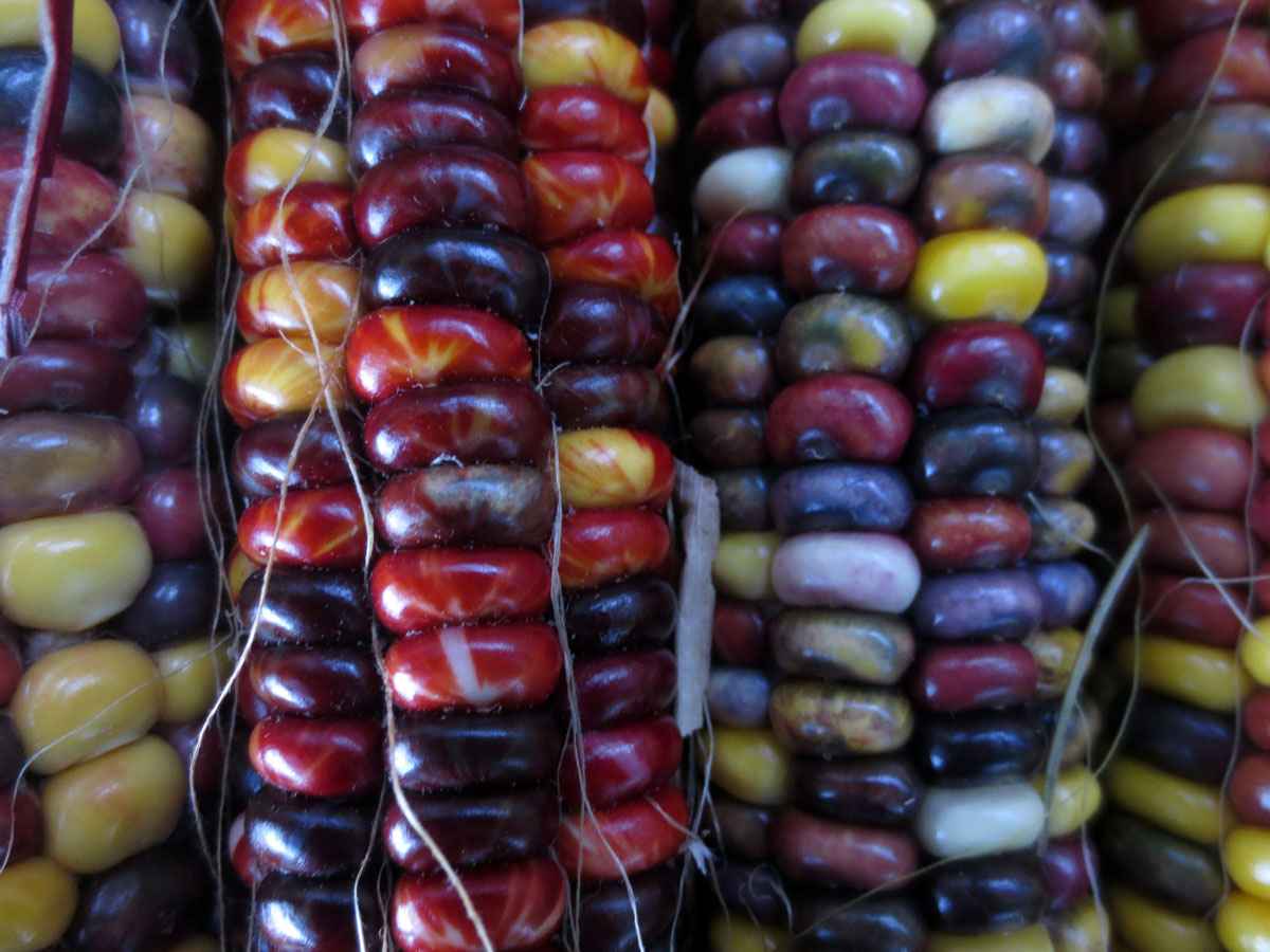Corn by Susan Fluegel